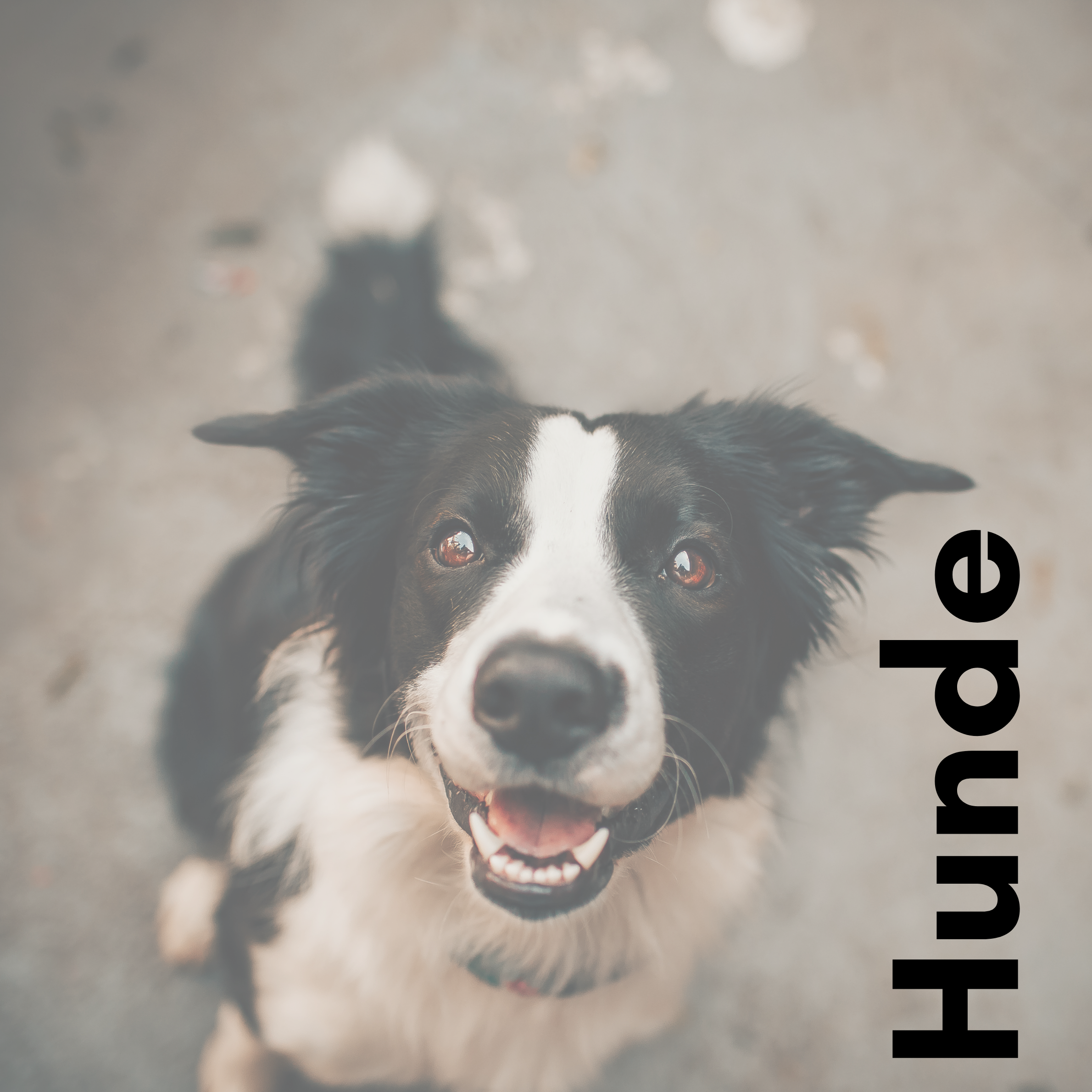 Hunde