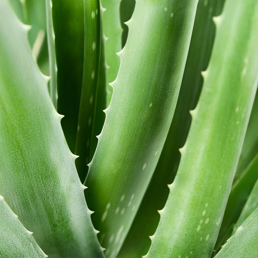 Mundspülung mit Aloe Vera